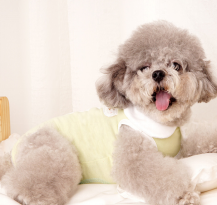 Peter Pan Collar Recovery Dog Shirt wholesale pet apparel SKU 02A118316